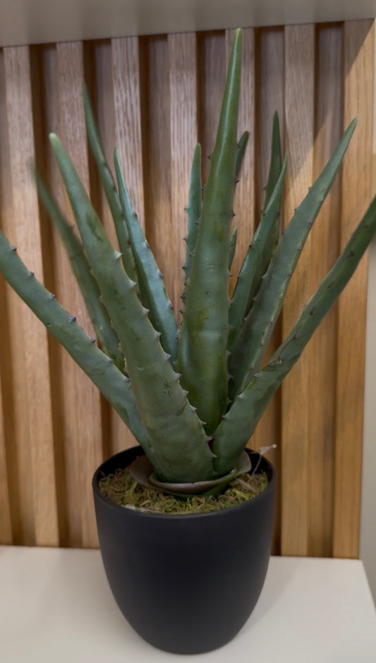 Pianta Aloe vera