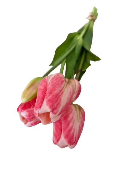 Mazzo tulipani h. 46 - Rosa