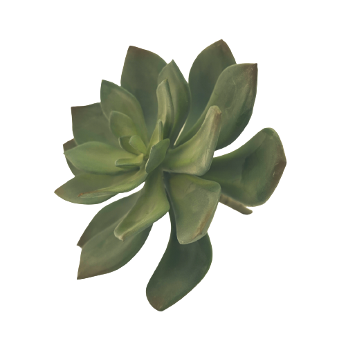 Echeveria h. 15 - Verde